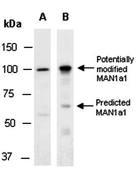 MAN1a1 antibody