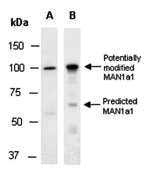 MAN1a1 antibody