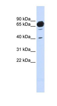 MAN1A2 antibody