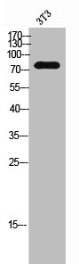 MAN1B1 Antibody