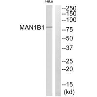 MAN1B1 Antibody