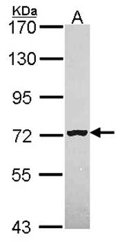 MAN1B1 antibody