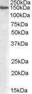 Goat anti-MAN2A1 Antibody