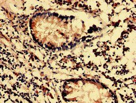 MAN2C1 Antibody