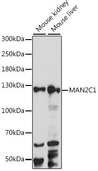 MAN2C1 antibody