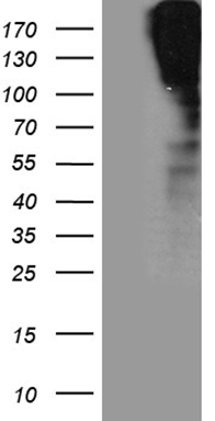 MAP126 (SPAG5) antibody