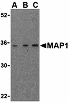 MAP1 Antibody