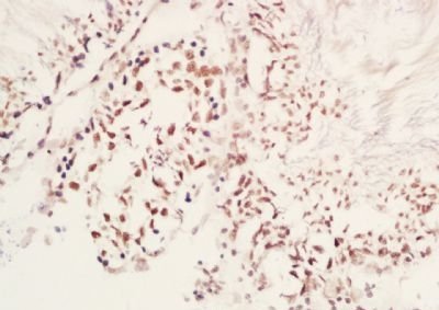 LC3 (phospho-Ser12) antibody
