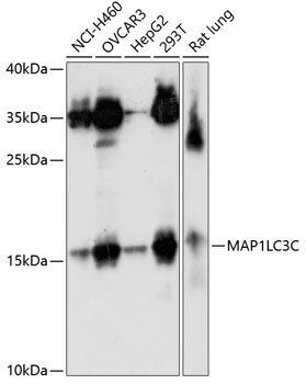 MAP1LC3C antibody