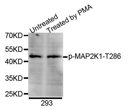 MAP2K1 (phospho-pT285) antibody