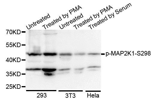 MAP2K1 (phospho-S297) antibody