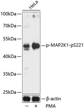 MAP2K1 (Phospho-pS221) antibody
