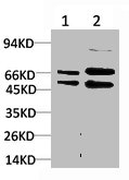MAP2K2 antibody