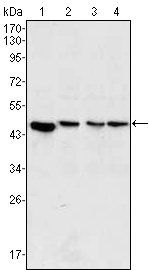 MAP2K2 Antibody