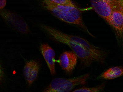 MAP2K3 (Ab-189) Antibody