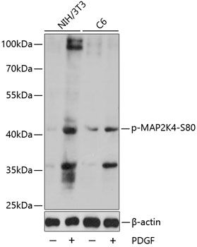MAP2K4 (Phospho-S80) antibody