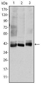 MAP2K4 Antibody