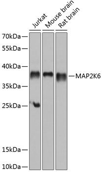 MAP2K6 antibody