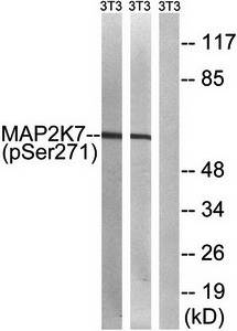 MAP2K7 (phospho-Ser271) antibody