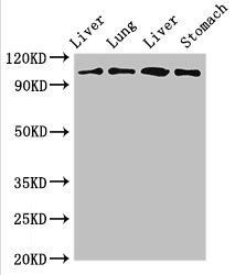 MAP3K13 antibody