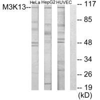 MAP3K13 antibody