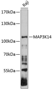 MAP3K14 antibody