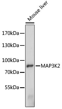 MAP3K2 antibody