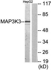 MAP3K3 antibody