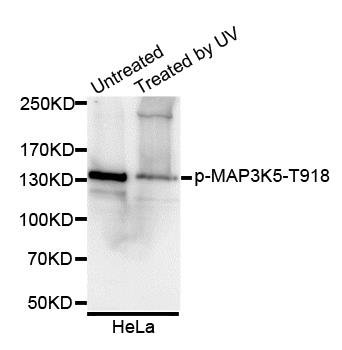 MAP3K5 (phospho-T918) antibody