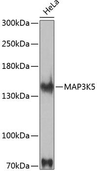 MAP3K5 antibody