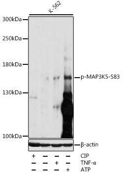MAP3K5 (Phospho-S83) antibody