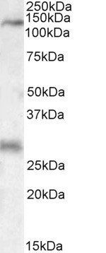 Goat anti-MAP3K6 Antibody