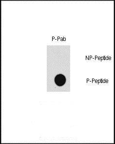 MAP3K7 (phospho-Thr187) antibody