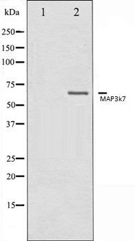 MAP3k7 antibody