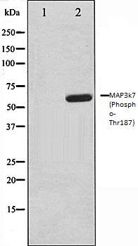 MAP3k7 (Phospho-Thr187) antibody