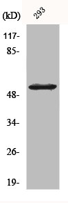 MAP3K8 Antibody