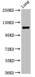 MAP3K9 Antibody