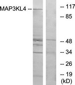 MAP3KL4 antibody