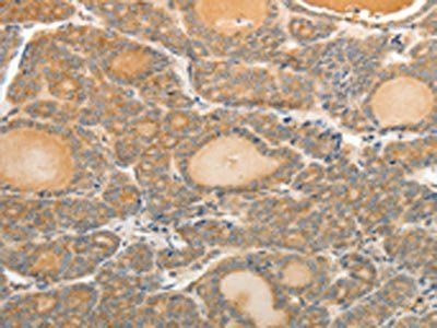 MAP4 Antibody