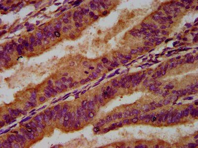 MAP4K2 Antibody