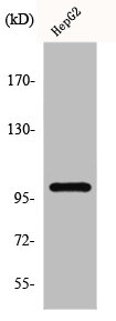 MAP4K3 antibody