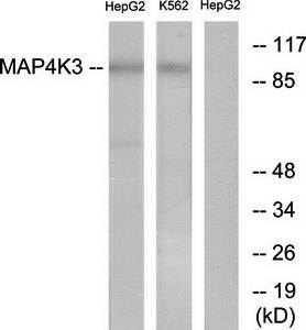 MAP4K3 antibody