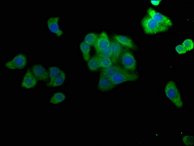 MAP4K4 Antibody