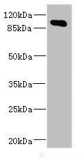 MAP4K5 Antibody