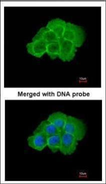 MAP4K5 antibody