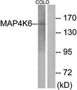 MAP4K6 Antibody