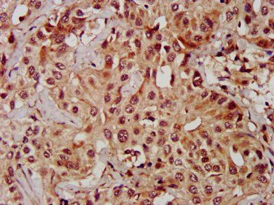 MAPK1 Antibody