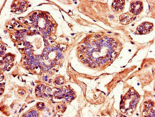 MAPK10 Antibody