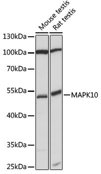 MAPK10 antibody