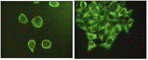 MAPK10 Antibody